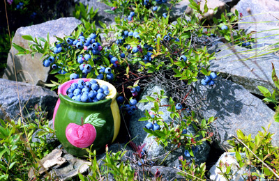 Blueberry Picking, St. John's ›
  September 2000.
