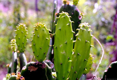 Enrique's Ranch Cactus, Poza
  Rica, Mexico › March 2002.