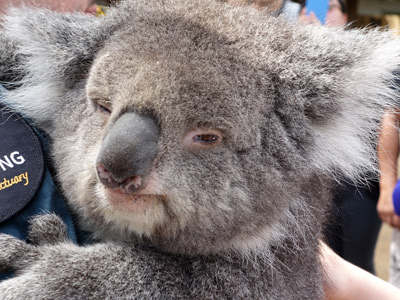 Koala, Bonorong Park, Tasmania › January 2016.