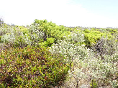 Loch Ard Desert Plants › January 2016.