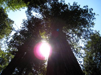 Redwood Sun Glint › June 2008.