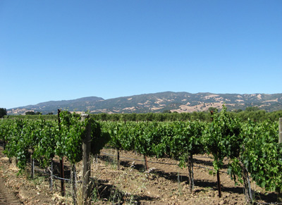 Grapes Growing, South-Central
  California › June 2008.