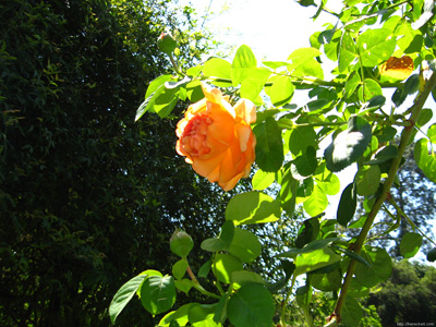 Rose Garden › June 2008.
