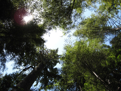 Rumboldt & Redwoods Forests
  › June 2008.