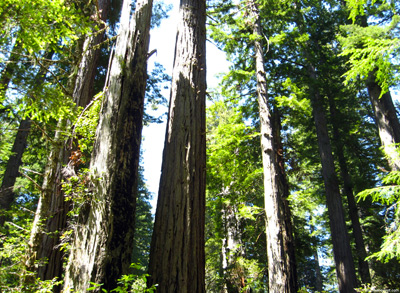 Redwood Forest Trees › June
  2008.