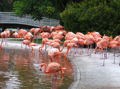 Pink Flamingos › August 2008.