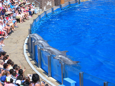 Dolphin Lineup, Seaworld ›
  August 2008.