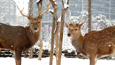 Central Park Deer Look › February 2016.