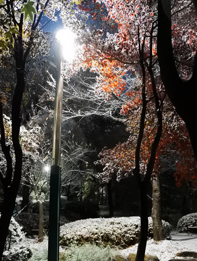 Snowfall Nonhyeon Trees › November 2017.