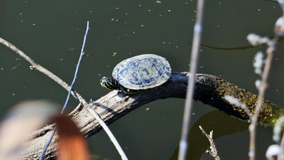 Turtle Sunning, Nonhyeon › May 2019.