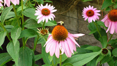Ramsay Garden Bees › July 2014.