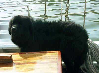 Finnegan the Newfoundlander Dog,
  St. John's › October 1994.