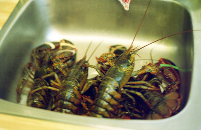 Lobster Pan, St. John's › May
  1999.