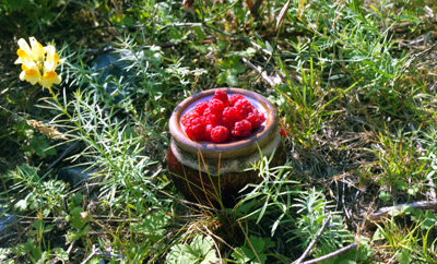 Raspberries, St. John's › August
  2000.