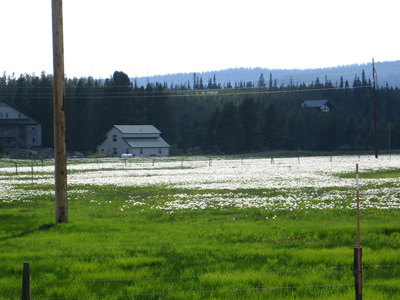 Highway View, Northern Idaho ›
  June 2008.