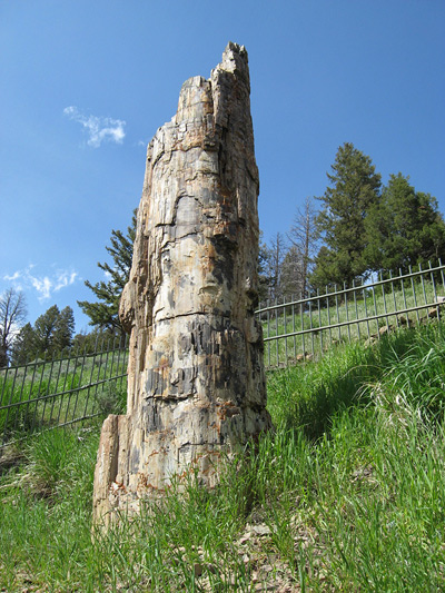The Petrified Tree, Yellowstone
  › June 2008.