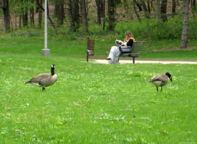 Geese at Western Michigan
  University, Kalamazoo › May 2009.