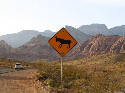 Beware of the Burros, Red Rocks
  › March 2007.