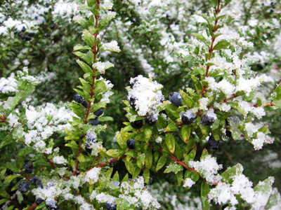 Berries in Snow › December 2008