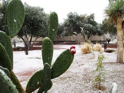 Cactus in Snow › December 2008