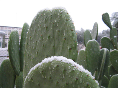 Cactus Melting Snow › December 2008