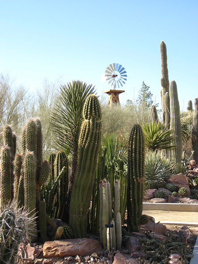 Springs Preserve Cacti ›
  February 2008.