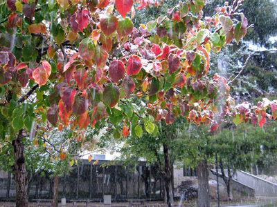 Red Leaf Front › December 2008