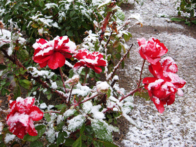Roses in Snow › December 2008