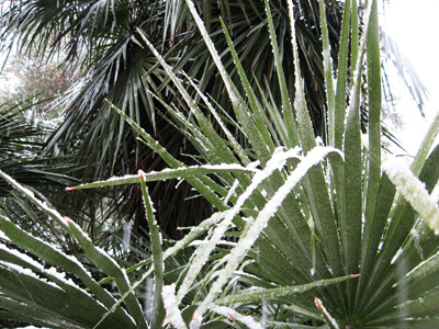 FDH Cactus Fronds › December
  2008