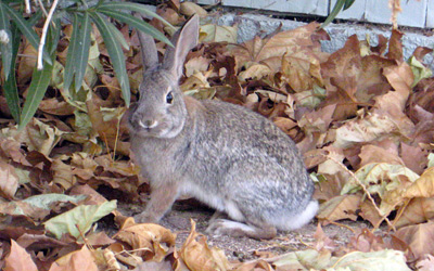 Clark Museum Rabbit › January
  2008.