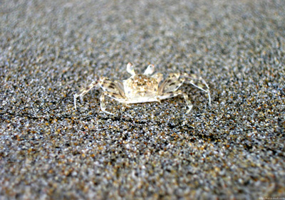 China Beach Crabs › February
  2005.