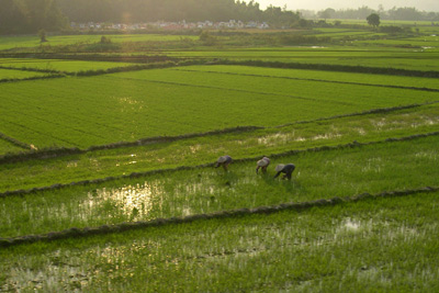 Rice Fields from Train ›
  February 2005.