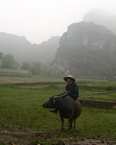 Farmer and Ox, Dinh, Tam Coc ›
  February 2005.