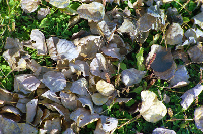Leaves Still Life, Lake Isle › October 1986.