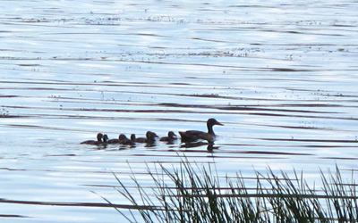 Mother and Ducks, Lake Isle ›
  August 2010.