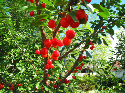 Sweet Berries, Wainwright › August 2013.
