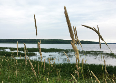 Lake Reeds, Lake Isle ›
  August 2018.