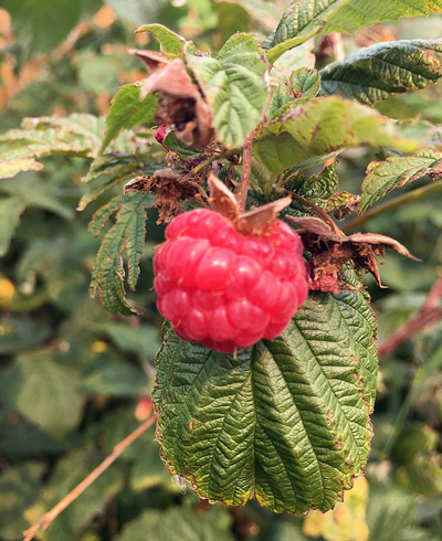Uncle Melvin's Raspberry, Wainwright ›
  August 2018.