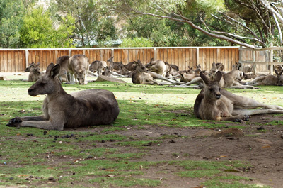 Kangaroos Resting, Bonorong, Tasmania › January 2016.