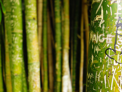 Bamboo, Botanic Garden, Sydney › January 2016.