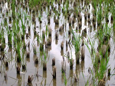 Rice Paddy, Ubud › October 2003.
