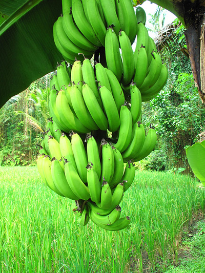 Goa Gajah Bananas › February 2011.