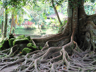 Goa Gajah Tree Roots ›
  February 2011.