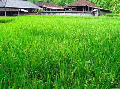 Rice Paddy, Goa Gajah Jungle ›
  February 2011.
