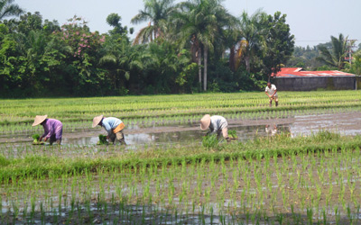 Balinese in Rice Paddy, near
  Ubud › February 2011.