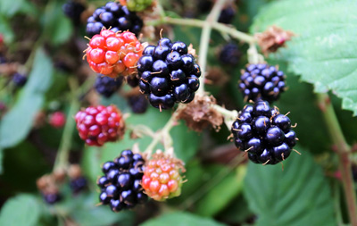 Yvon's Blackberries, Coquitlam › July 2018.