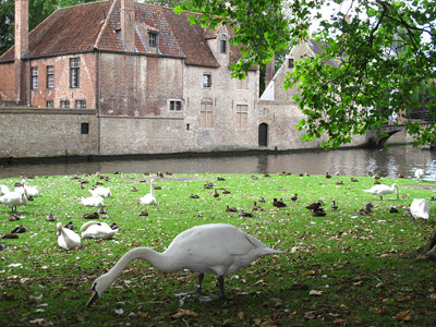 Begijnhof Swans › August 2012.