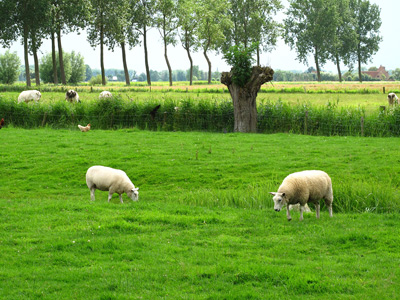 Damme Sheep › August 2012.