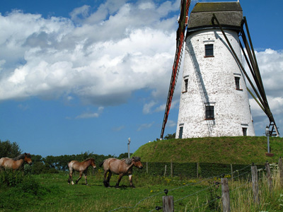 Damme Windmill › August 2012.