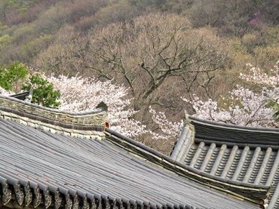 Jangangsa, near Busan › April
  2010.